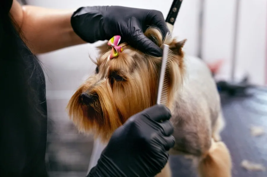 Groomer combing a Yorkshire terrier at a salon