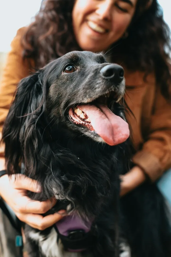 Smiling pet sitter with a happy black spaniel